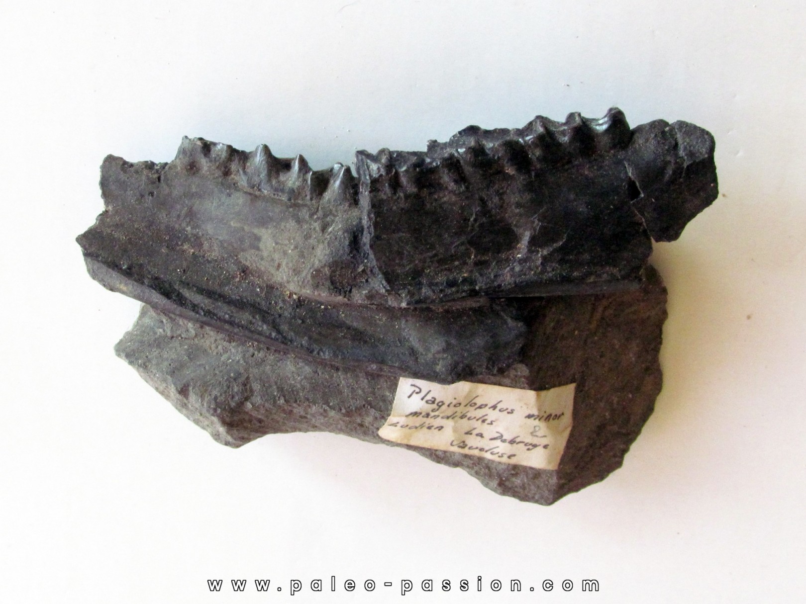 plagiolophus minor (1) plagiolophus minor (1)