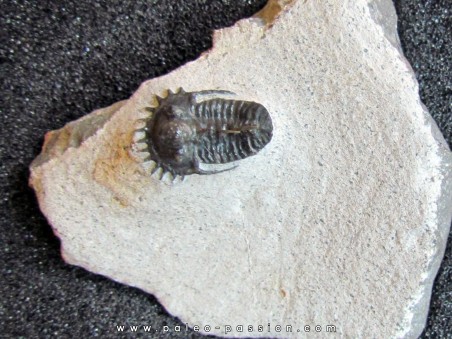 otarionella Ikomalii (1)