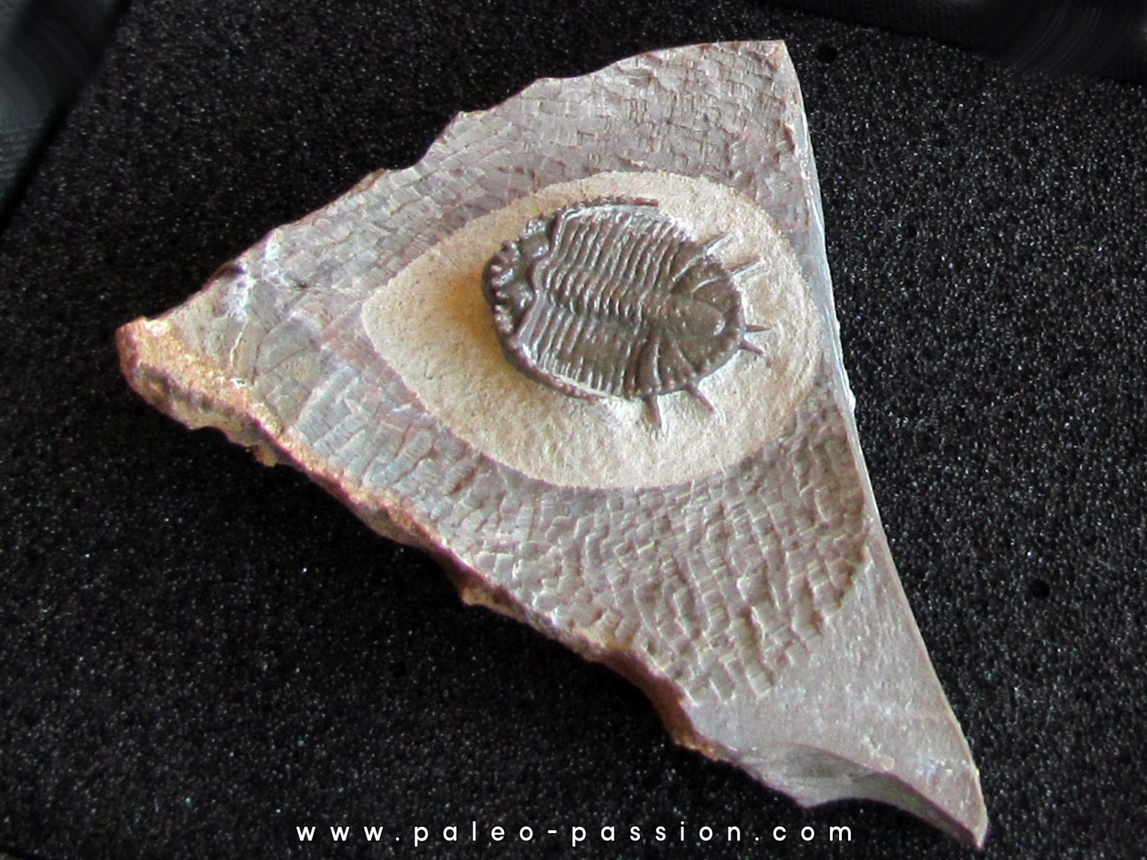 basseiarges mellishae basseiarges mellishae