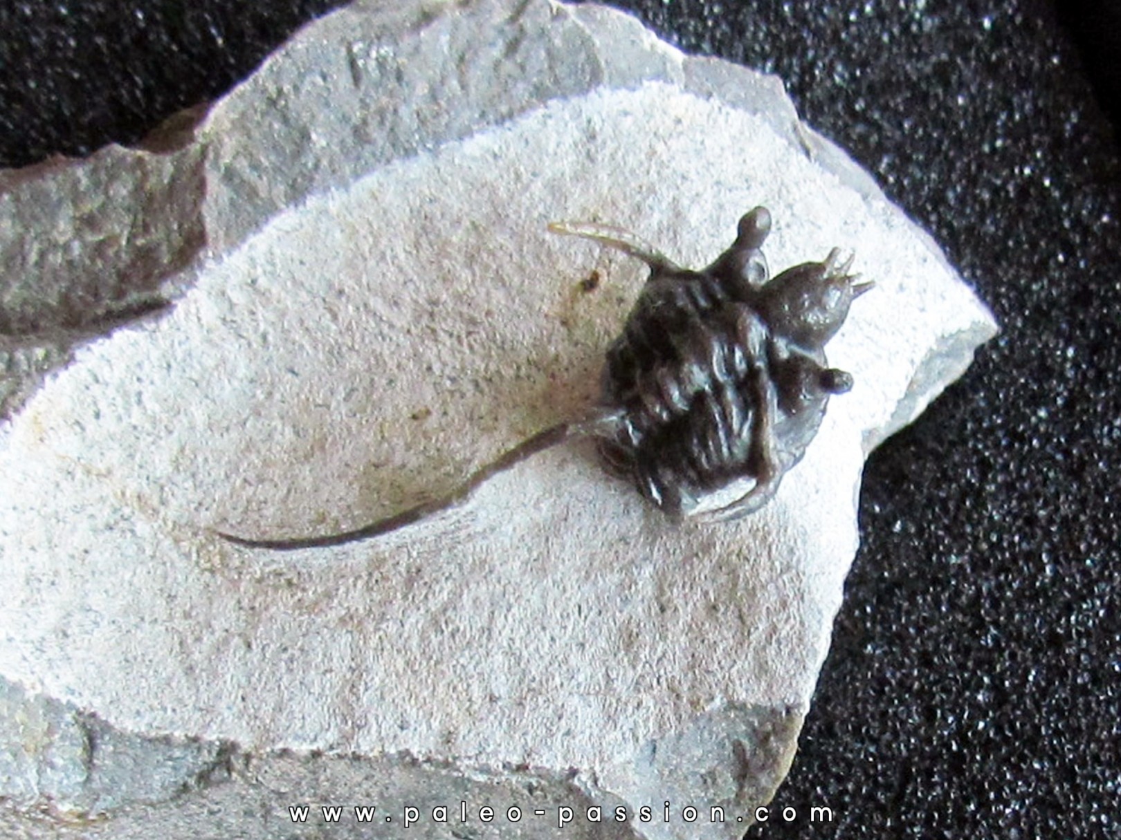 cyphaspis eximia cyphaspis eximia