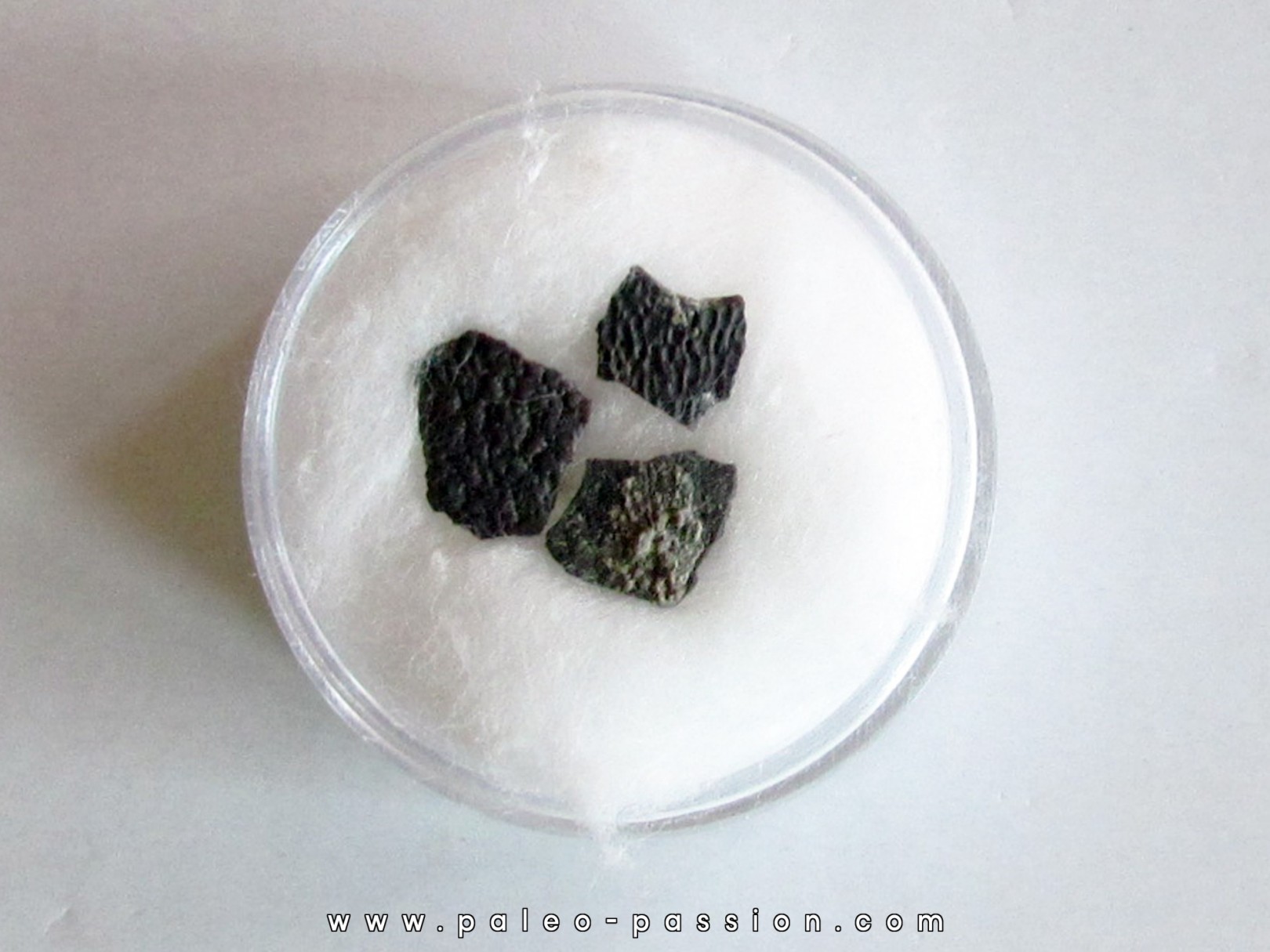 coquilles d oeuf de dinosaure Maiasaura (3)