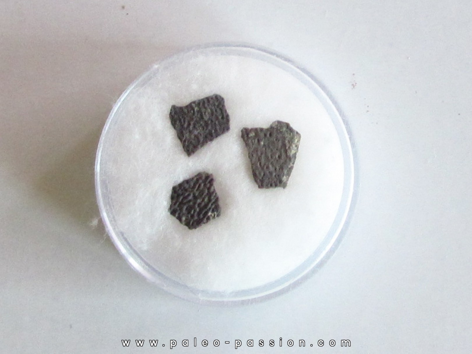 coquilles d oeuf de dinosaure Maiasaura (6)