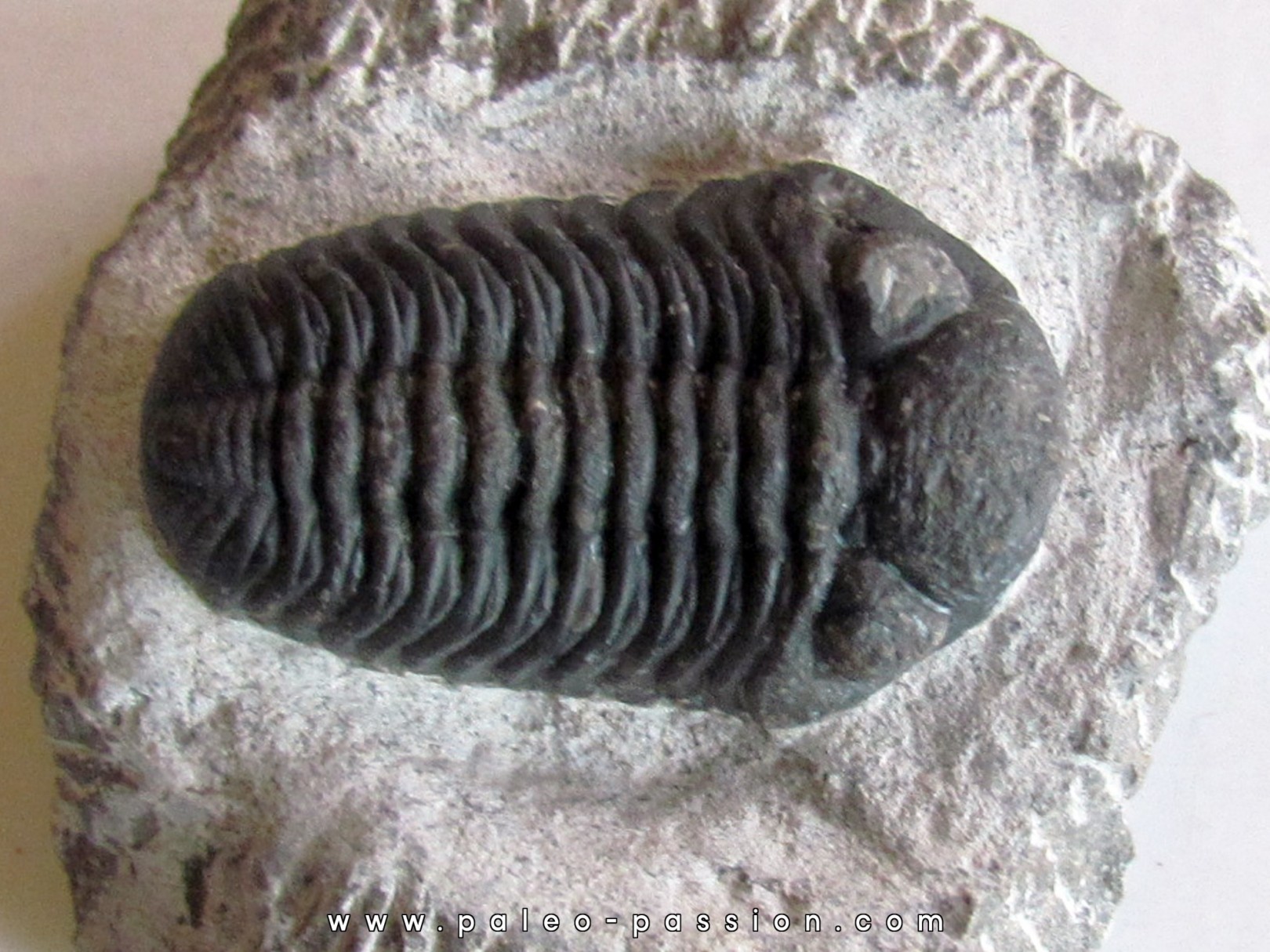 BARRANDEOPS ovatus (1) BARRANDEOPS ovatus (1)