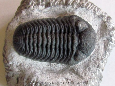 BARRANDEOPS ovatus (1)