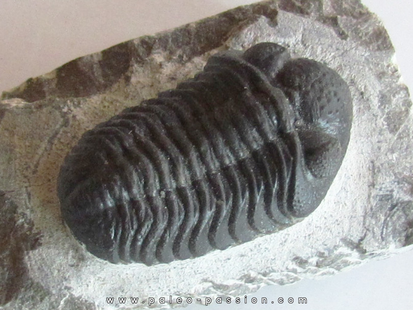 BARRANDEOPS ovatus (3) BARRANDEOPS ovatus (3)