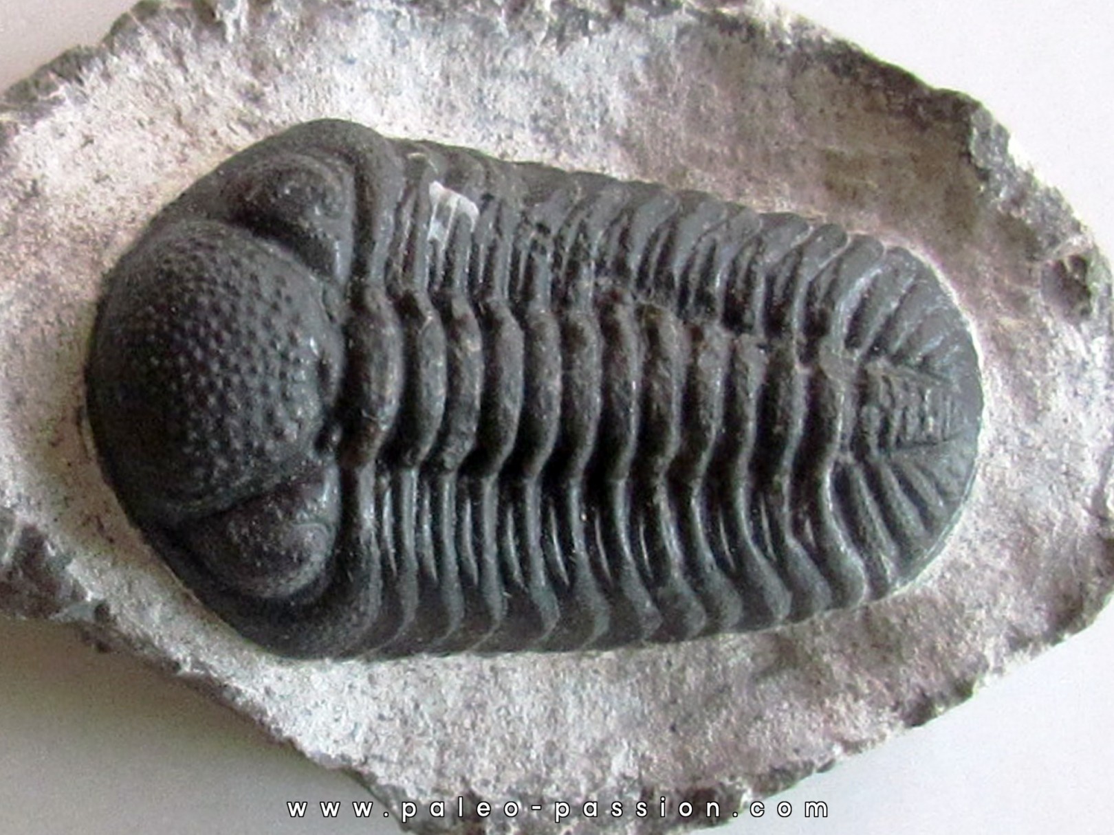 BARRANDEOPS ovatus (4) BARRANDEOPS ovatus (4)