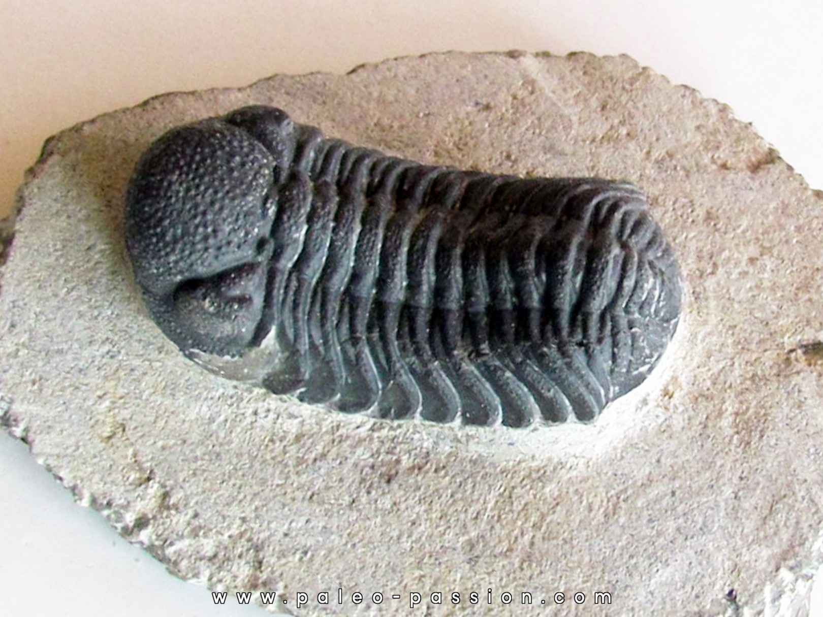 BARRANDEOPS ovatus (5) BARRANDEOPS ovatus (5)