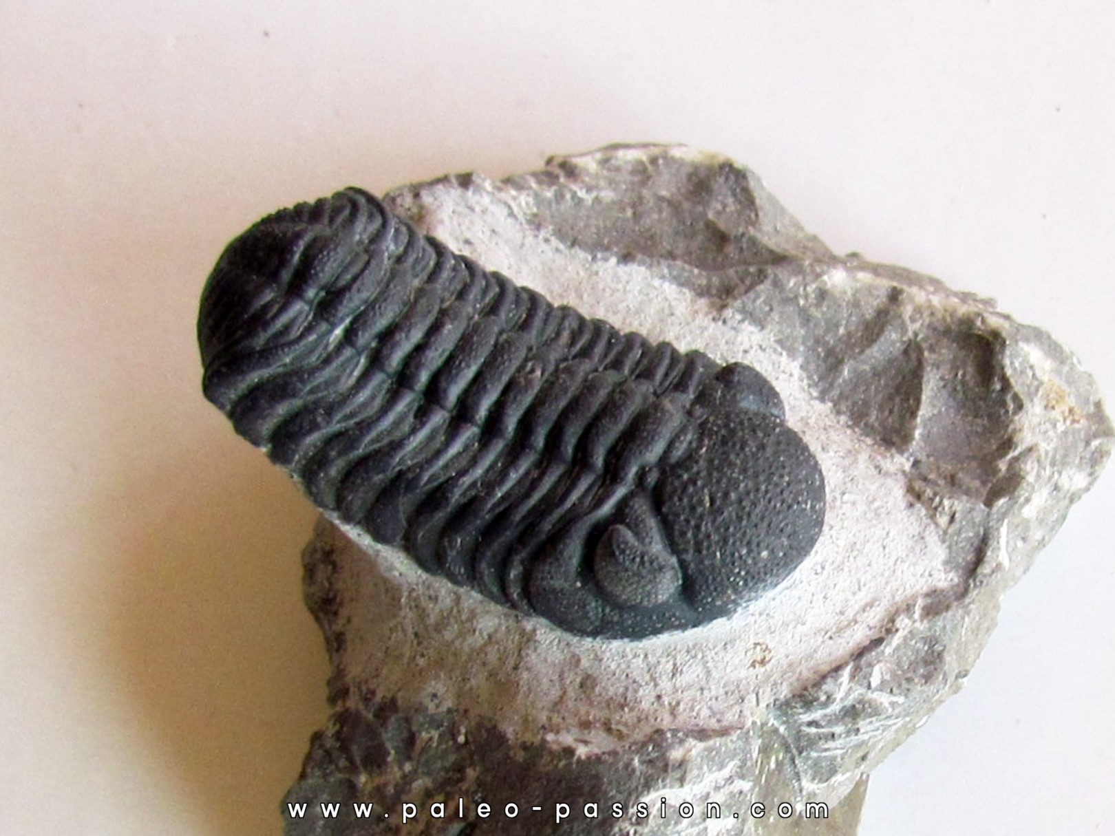 BARRANDEOPS ovatus (7) BARRANDEOPS ovatus (7)