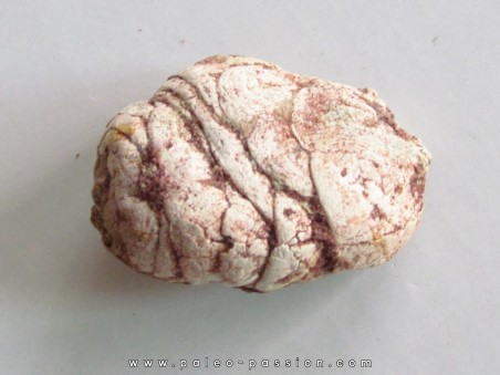 coprolithe - cretacé - kem-kem - MAROC (1)