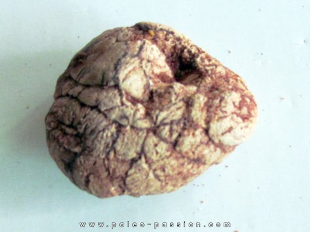 coprolith - cretaceous - kem-kem - MOROCCO (3)