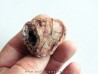 coprolith - cretaceous - kem-kem - MOROCCO (3) coprolith - cretaceous - kem-kem - MOROCCO (3)