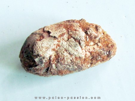 coprolith - cretaceous - kem-kem - MOROCCO (5)