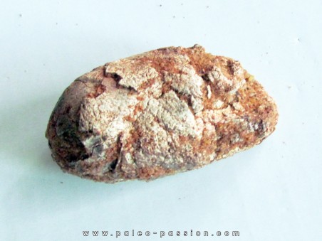 coprolithe - cretacé - kem-kem - MAROC (5)