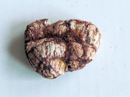 coprolith - cretaceous - kem-kem - MOROCCO (6)