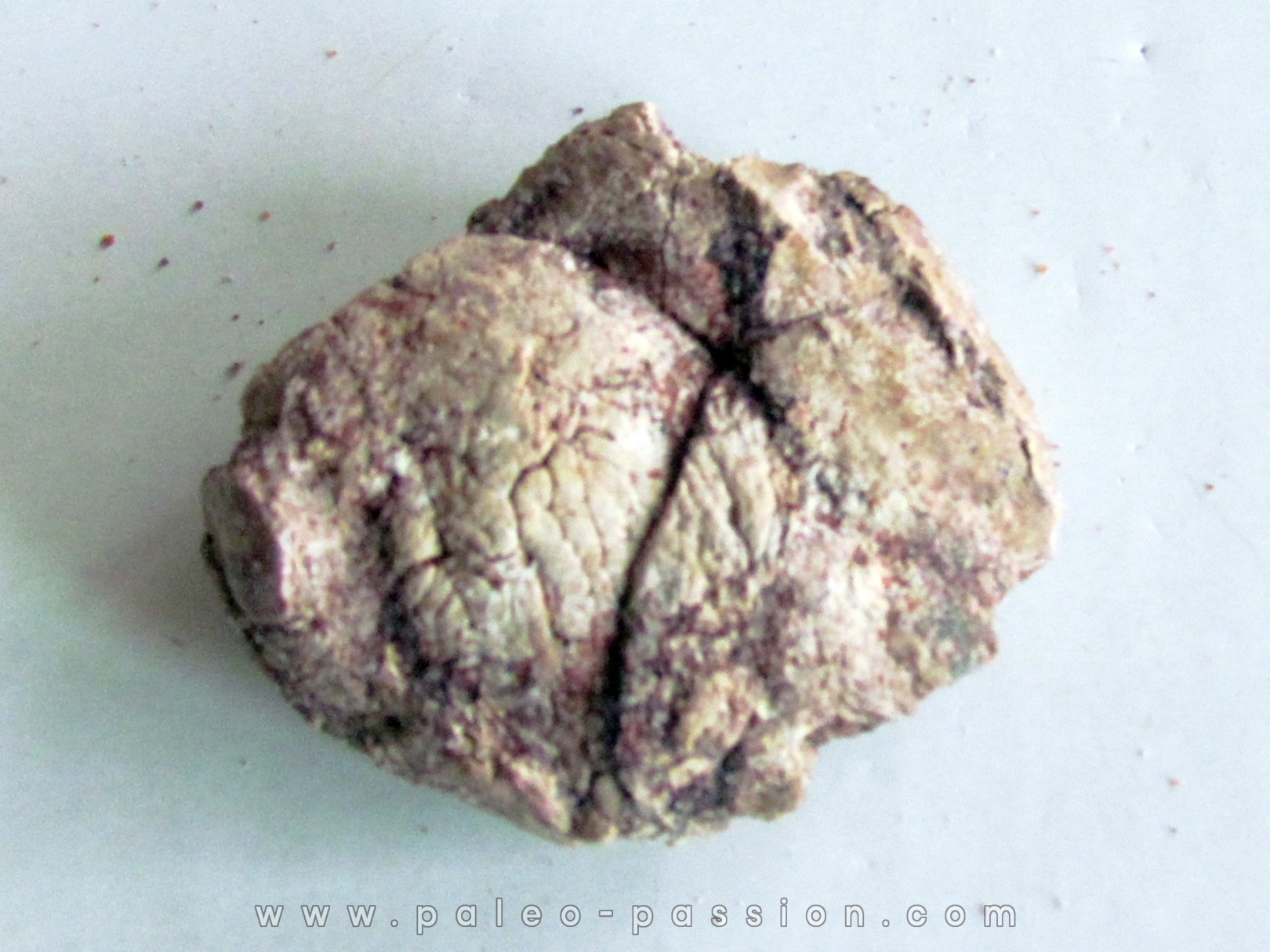 coprolith - cretaceous - kem-kem - MOROCCO (7) coprolith - cretaceous - kem-kem - MOROCCO (7)