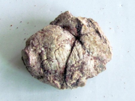 coprolithe - cretacé - kem-kem - MAROC (7)