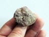 coprolith - cretaceous - kem-kem - MOROCCO (7) coprolith - cretaceous - kem-kem - MOROCCO (7)