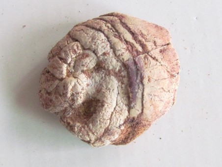 coprolithe - cretacé - kem-kem - MAROC (8)