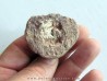 coprolith - cretaceous - kem-kem - MOROCCO (10) coprolith - cretaceous - kem-kem - MOROCCO (10)