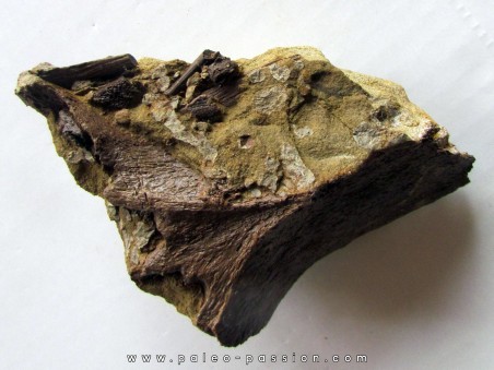 bone bed : os et dent de dinosaure  HADROSAURE (3)