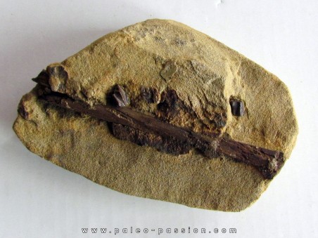 bone bed : os et dent de dinosaure  HADROSAURE (4)