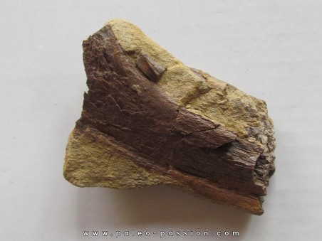 bone bed : os et dent de dinosaure  HADROSAURE (5)