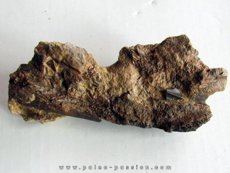 bone bed : os et dent de dinosaure  HADROSAURE (6)