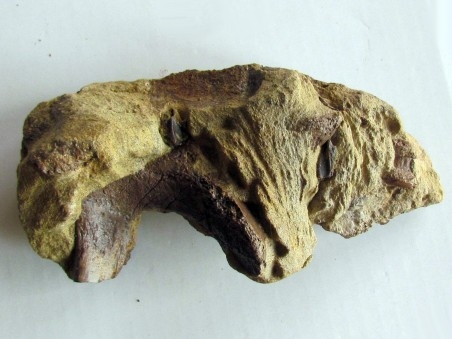bone bed : os et dent de dinosaure  HADROSAURE (8)