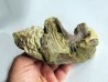 bone bed : dinosaur hadrosaur bones and tooth (8)