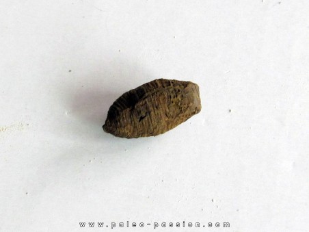 cocon larve d'insecte (1)