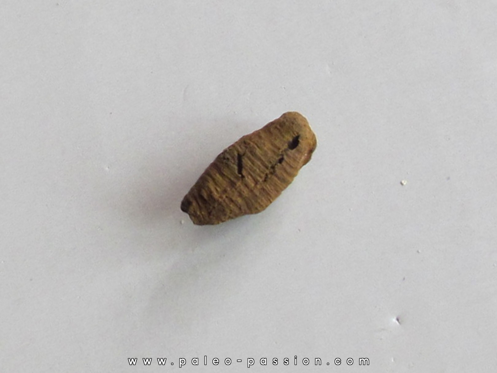 bot fly larvae casing (2) bot fly larvae casing (2)