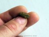 bot fly larvae casing (2) bot fly larvae casing (2)