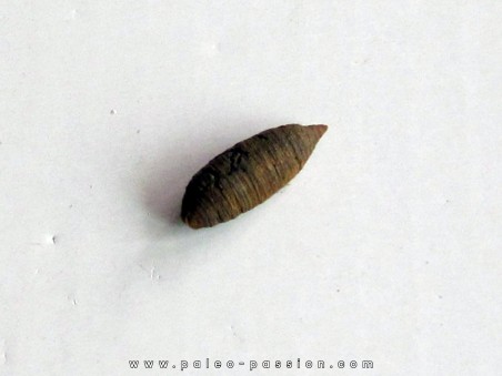 cocon larve d'insecte (4)