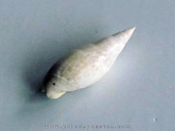 ancilla buccinoides