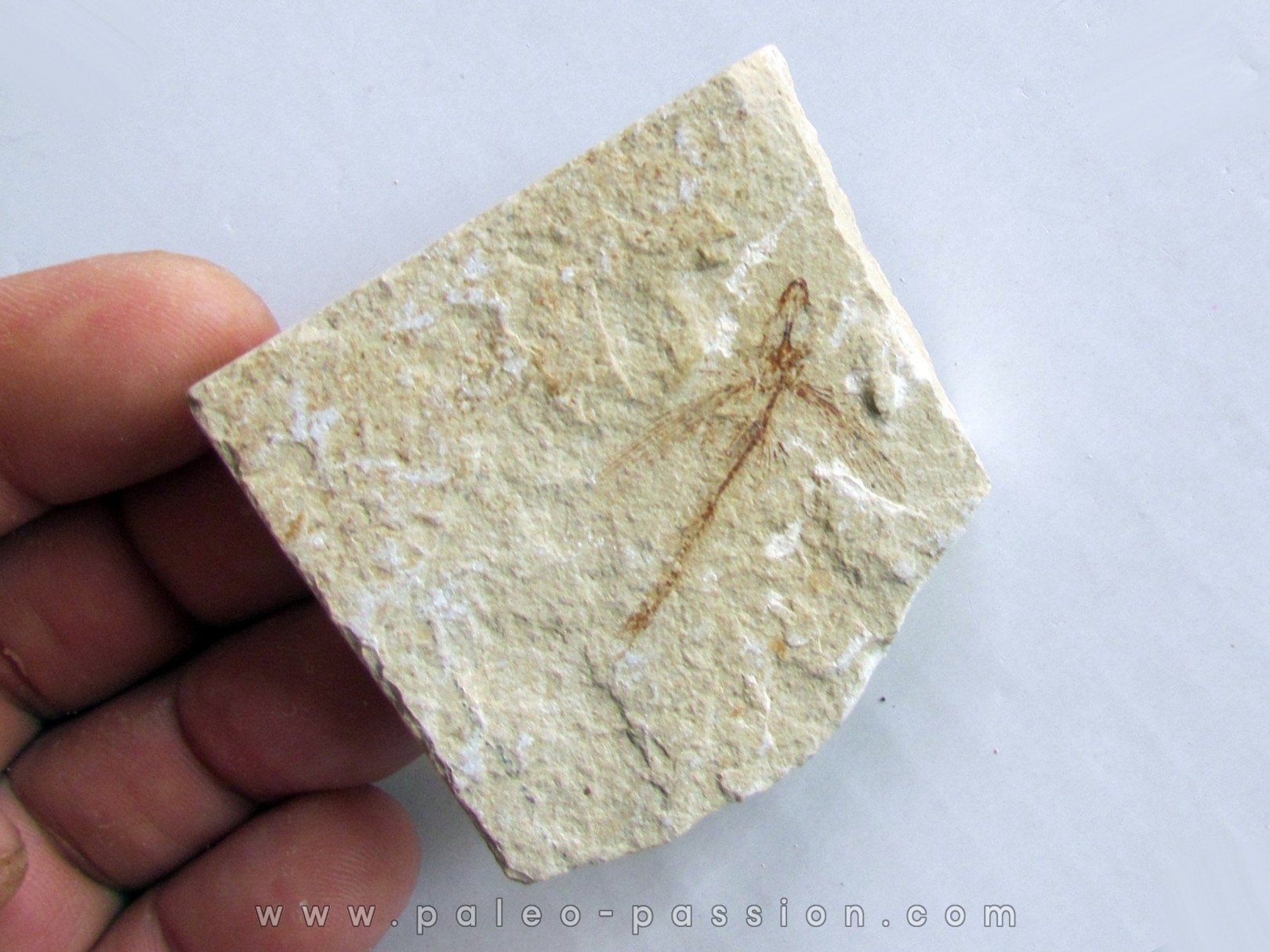 EXOCOETOIDES MINOR (flying fish) (2)