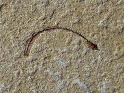 abisaadia hakelensis (1)