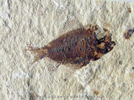 CTENOTHRISSA VEXILLIFER