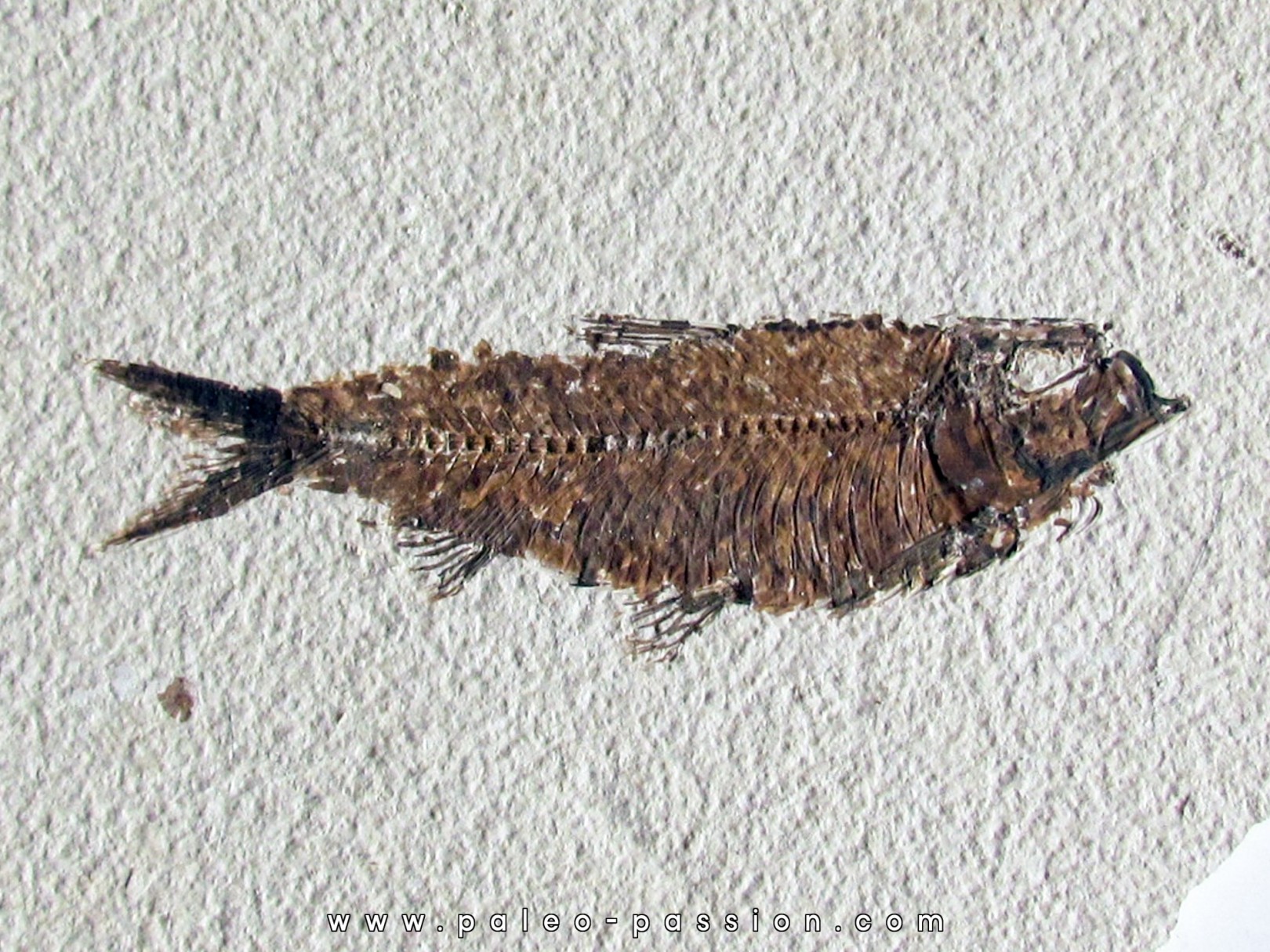 KNIGHTIA EOCAENA (17) KNIGHTIA EOCAENA (17)