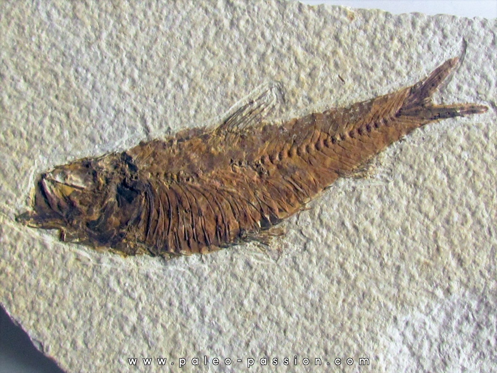 KNIGHTIA EOCAENA (18)