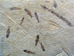KNIGHTIA EOCAENA (23)
