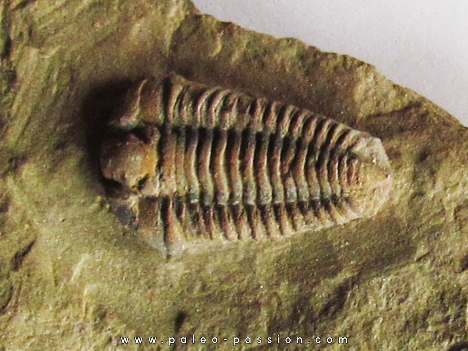 colpocoryphe aff. thorali colpocoryphe aff. thorali