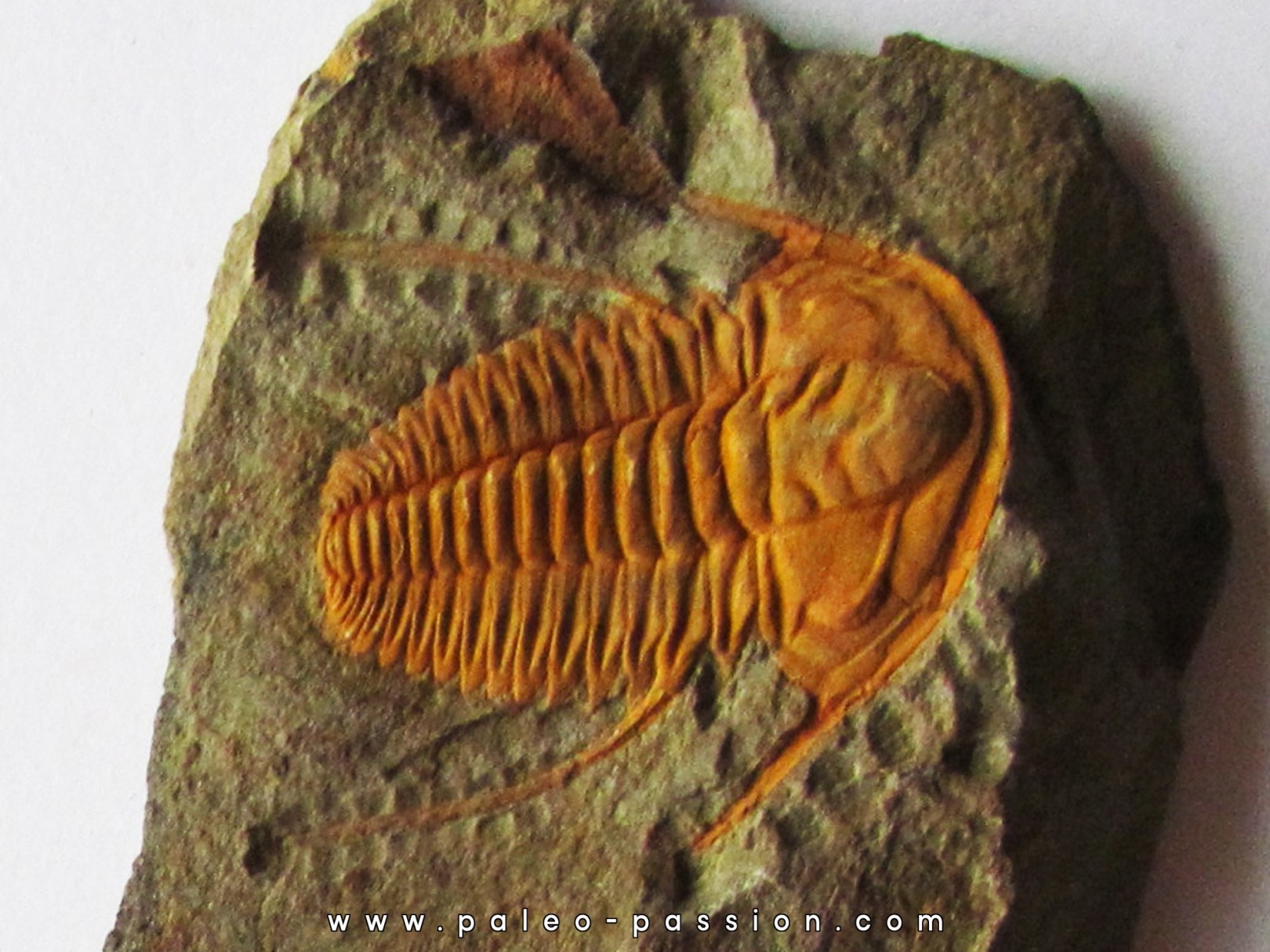 hamatolenus vincenti hamatolenus vincenti