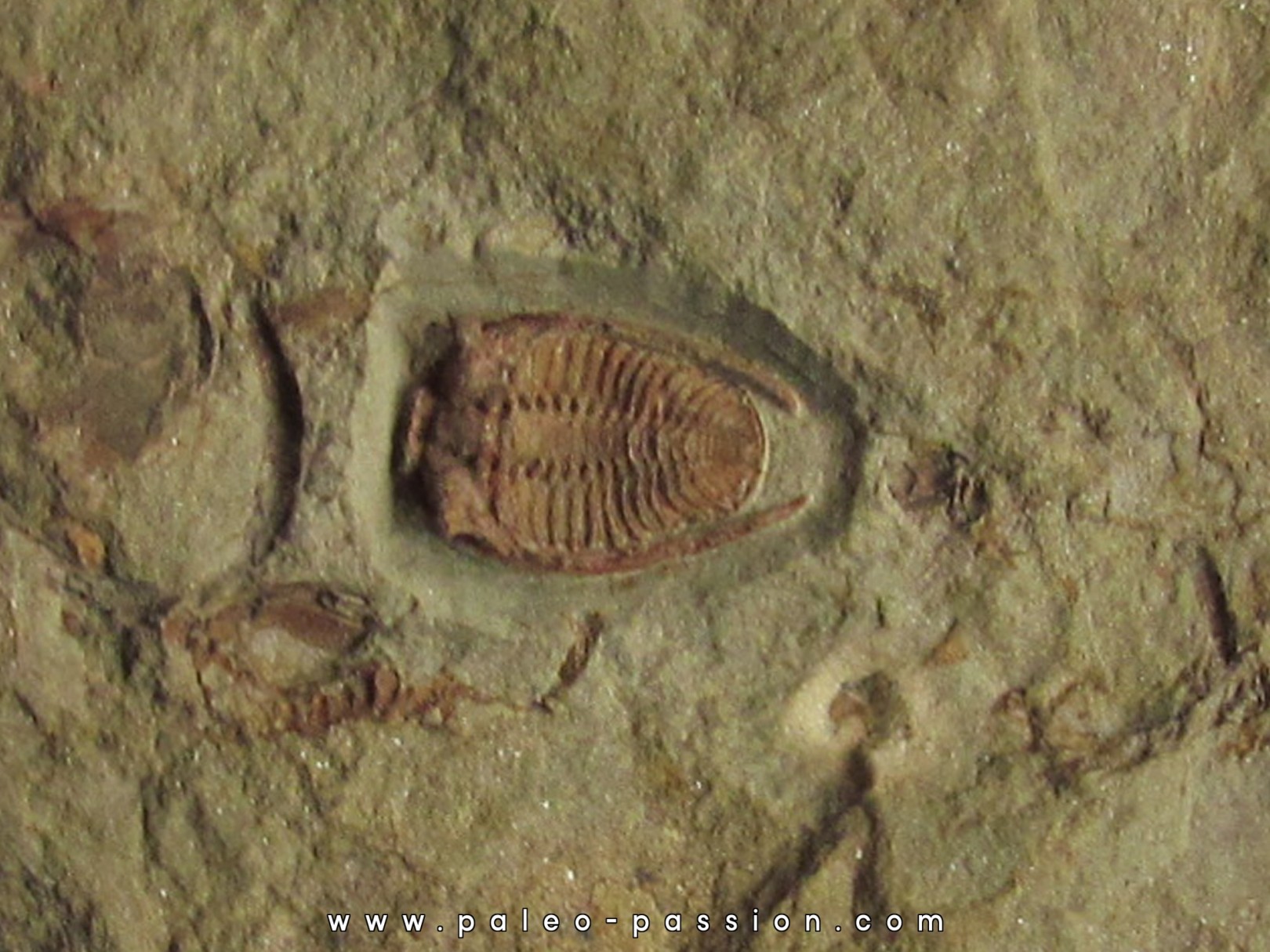 parabathycheilus cf. gallicus (1) parabathycheilus cf. gallicus (1)