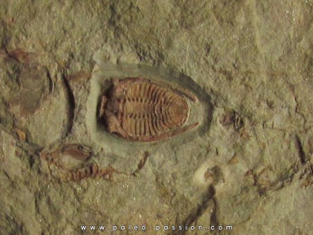 parabathycheilus cf. gallicus (1)