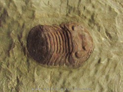 nileus nov. sp.