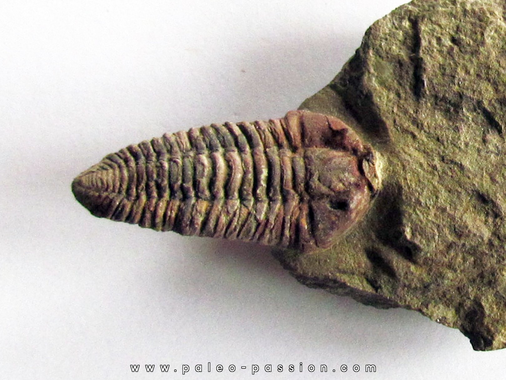 neseuretus aff. attenuatus neseuretus aff. attenuatus