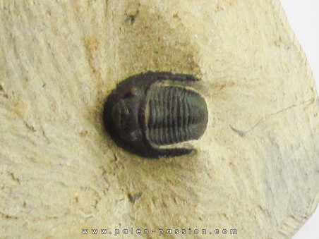 proetina ihmadii