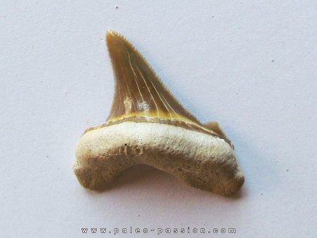 shark tooth: CARCHAROCLES SOKOLOVI (1)
