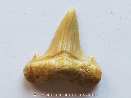 shark tooth: CARCHAROCLES SOKOLOVI (3)