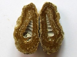 Oncoides avec turritelle (4)